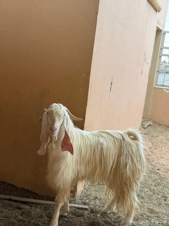 تيس فحل شرط 0