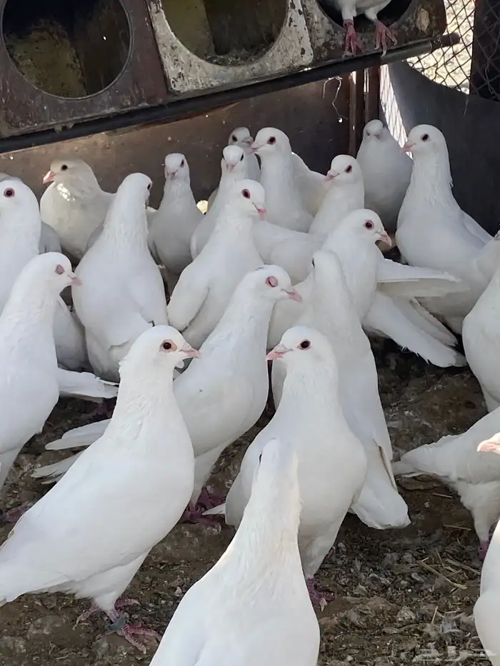 حمام فرنسي سوبر جانبو 29