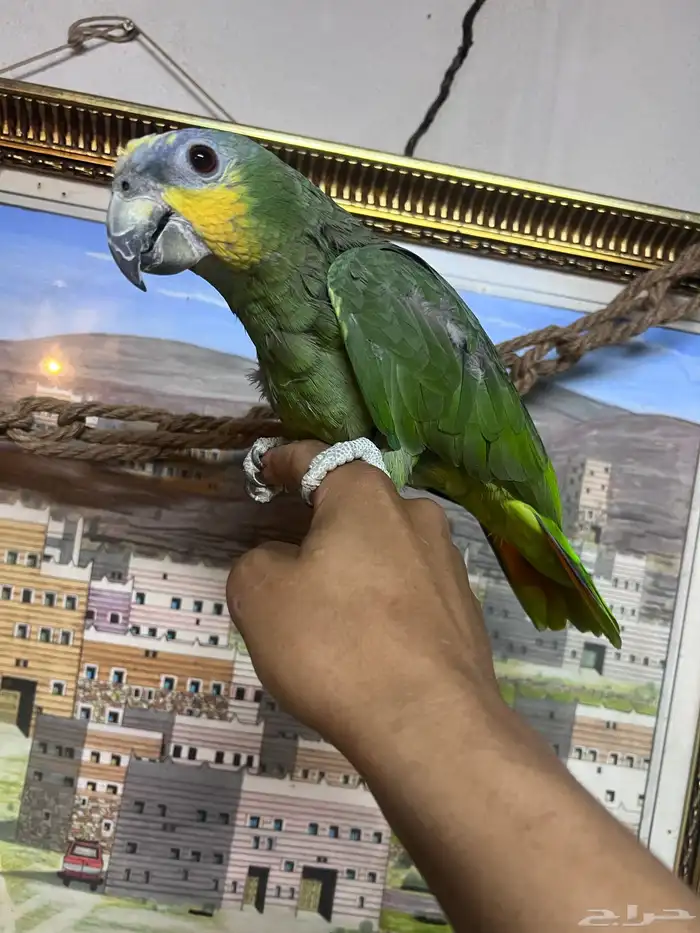 ببغاء الامازوني 3