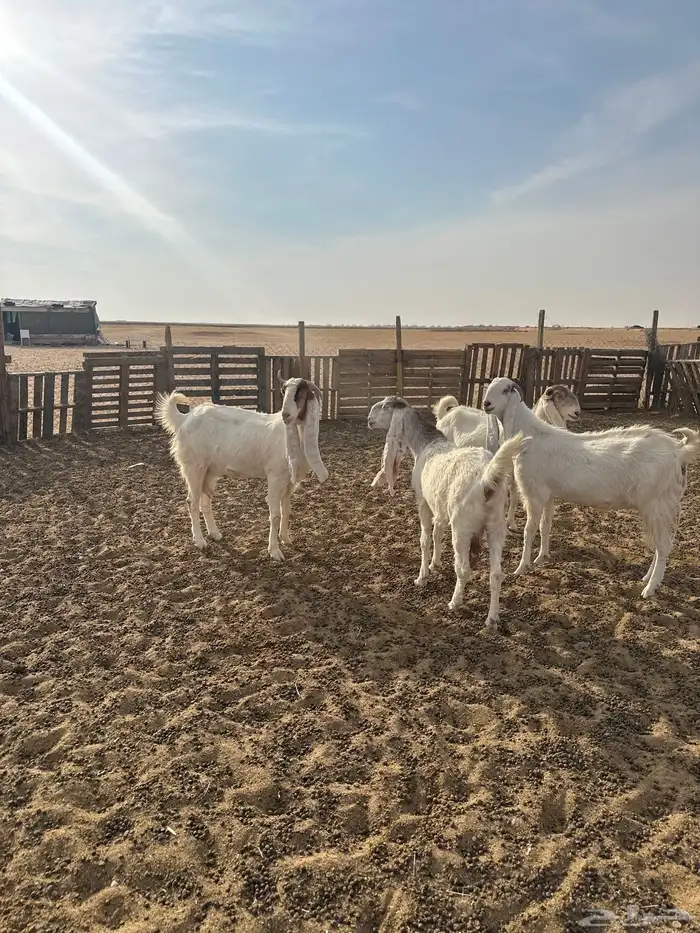 معزا 3 مضاريع وحده حايل 3 رباعيات وحده توها مسدس 1