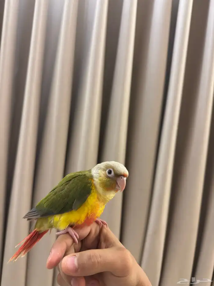 كنيور أناناس 7