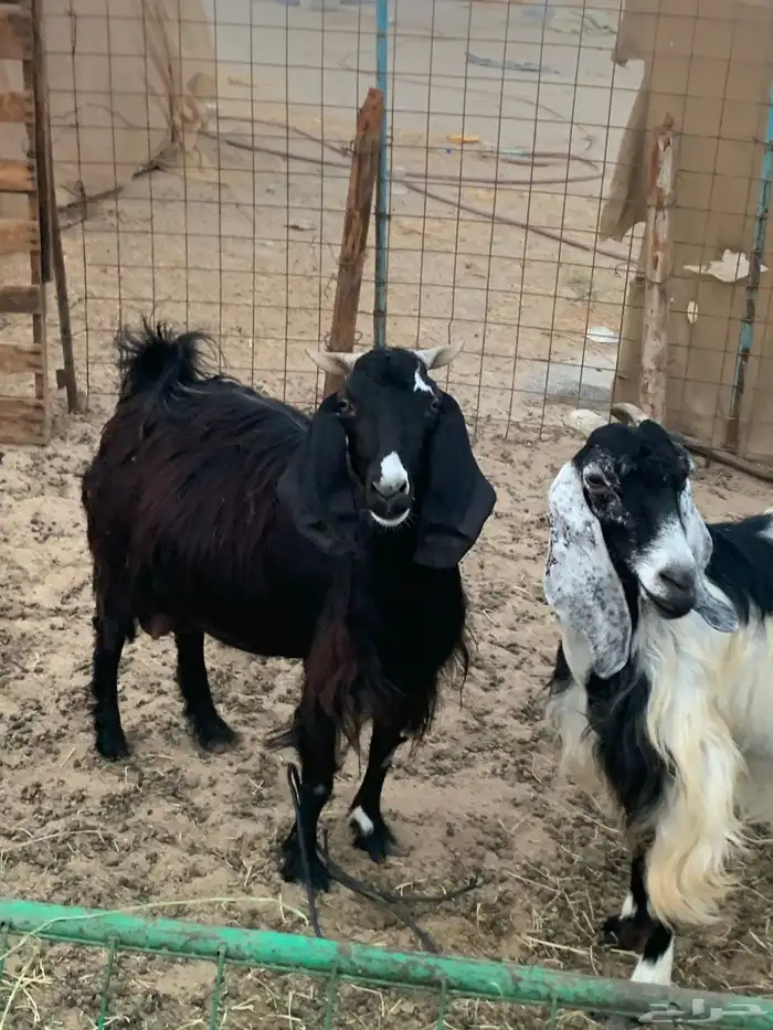 للبيع معزا مقربات على ولاده 0