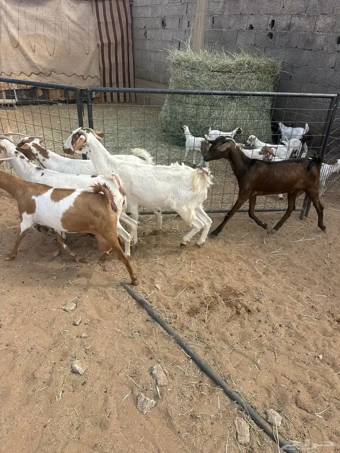 معزا متابيع 2