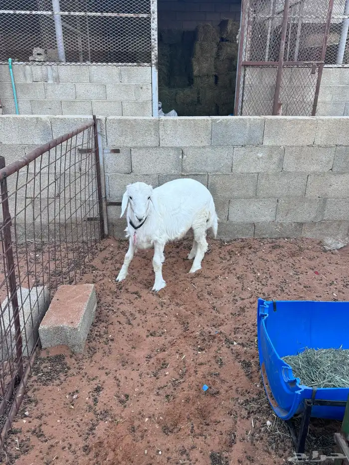 ذبايح حريات طيبات 2