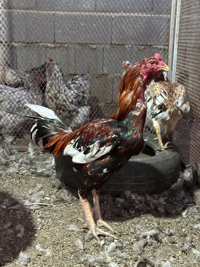 دجاج باكستاني 2