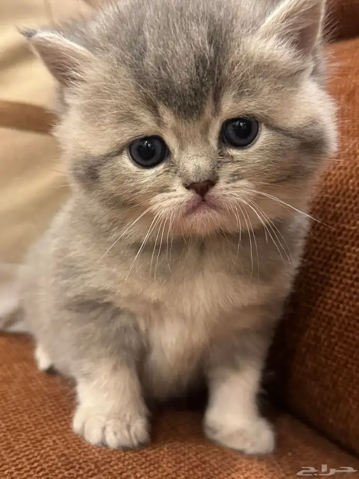 قطه للبيع 15