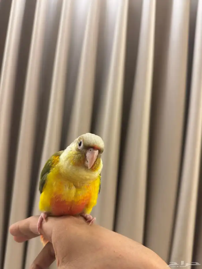 كنيور أناناس 5