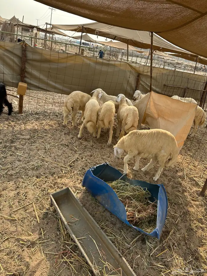 طليان حريه ذبايح 1