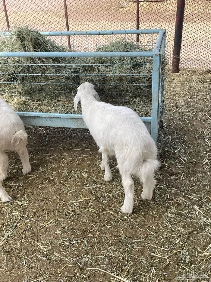 بهم حري بهم دواغير 10