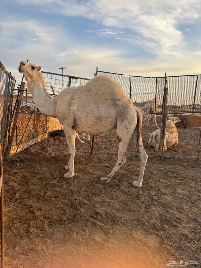 خفوت للبيع 2