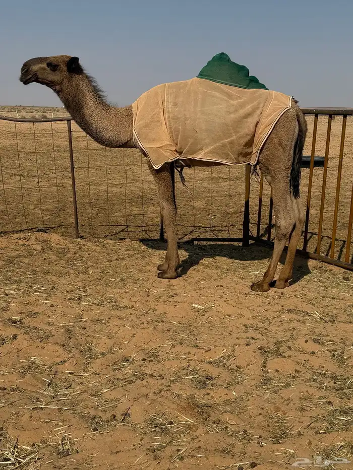 للبيع قعود مفرود باتلي 0