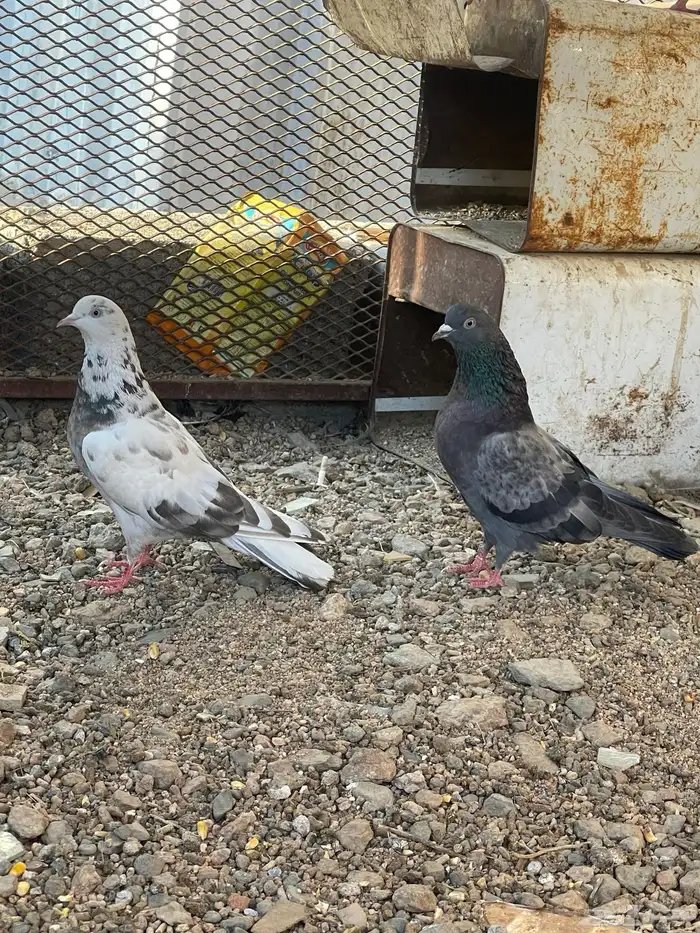 سلام عليكم زوجين حمام للبيع 1