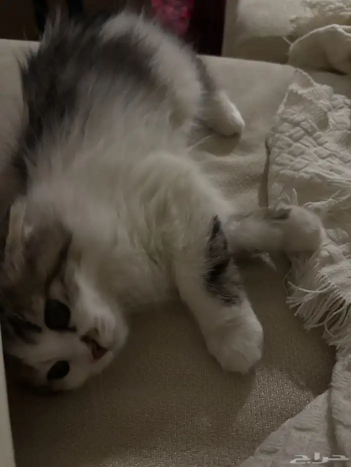 للتبني قط شيرازي صغير مجاني مع اغراضه 200 2