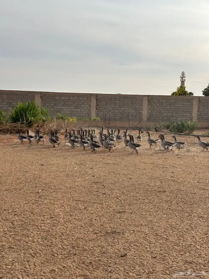 وز العدد حول 50 و أرانب العدد حول 12 صحتهم جيدا جدا 0