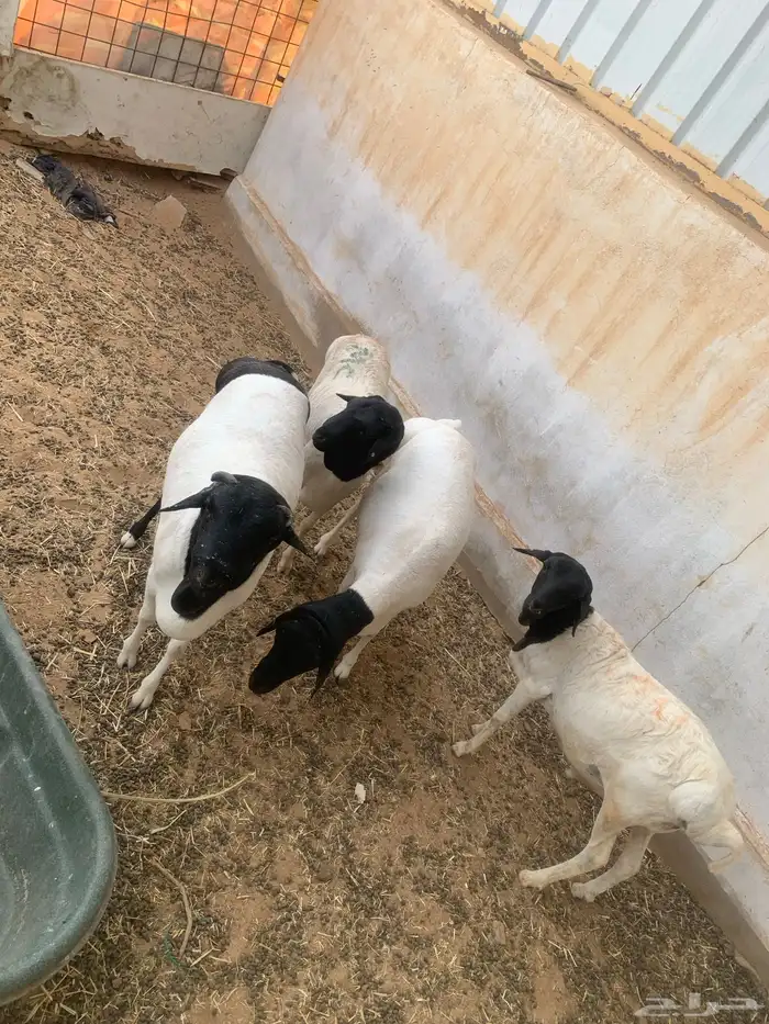 برابر تربيه 8 شهور تممم البييعع 2