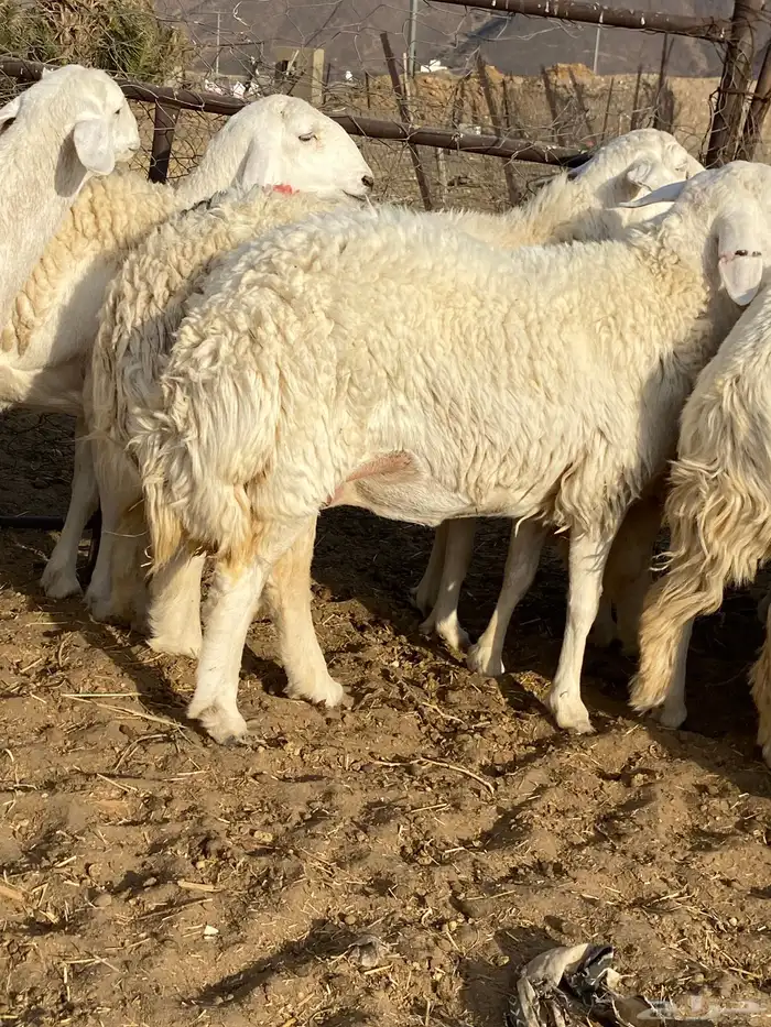 رخال حريات صنف الصنف دفيع 3