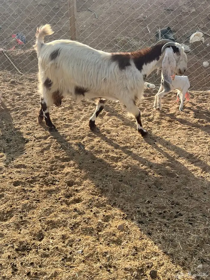 عنز متبع بجفرتين 2