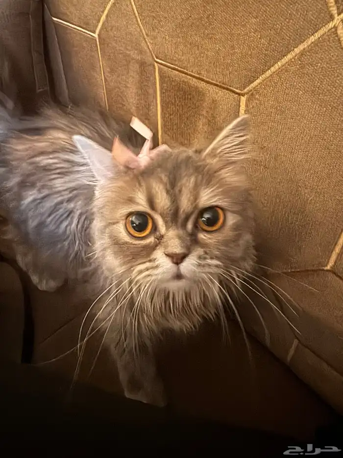 قطة شكوتش شيرازي 0