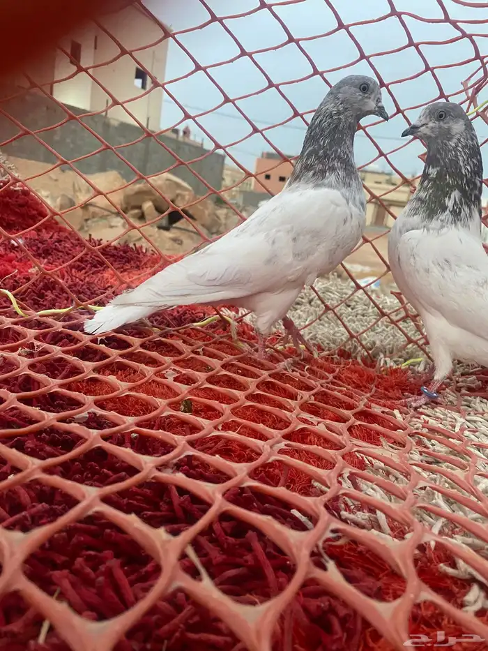 حمام يكستاني طيار 0