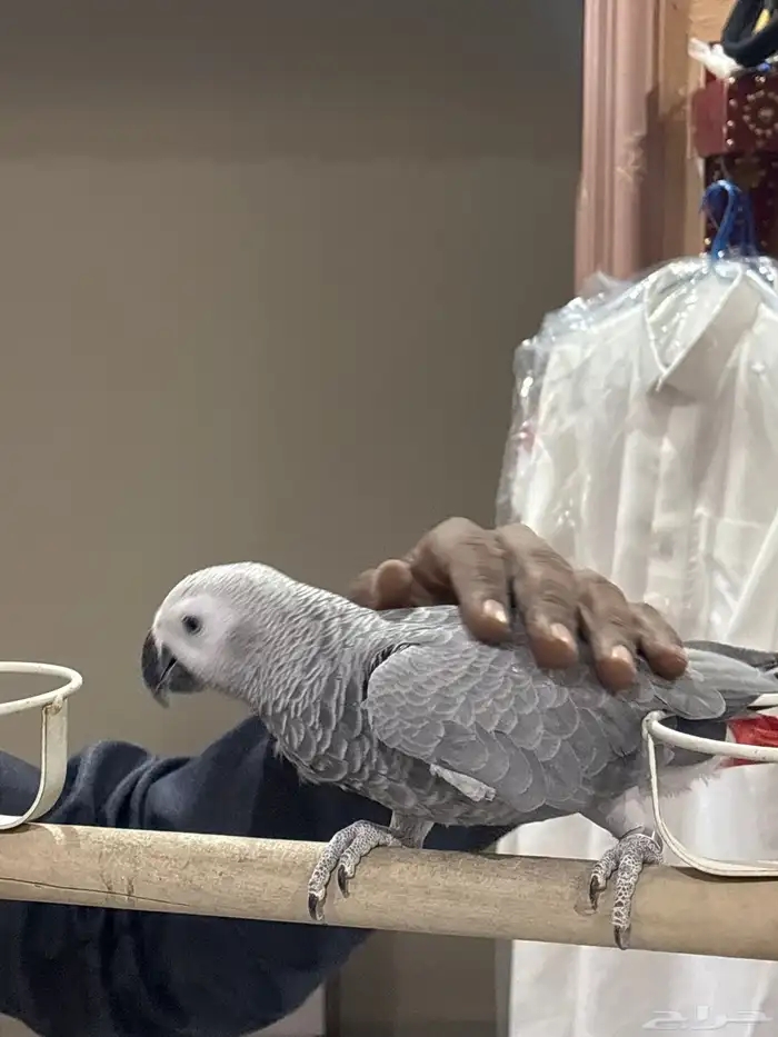 ببغاء كاسكو 3