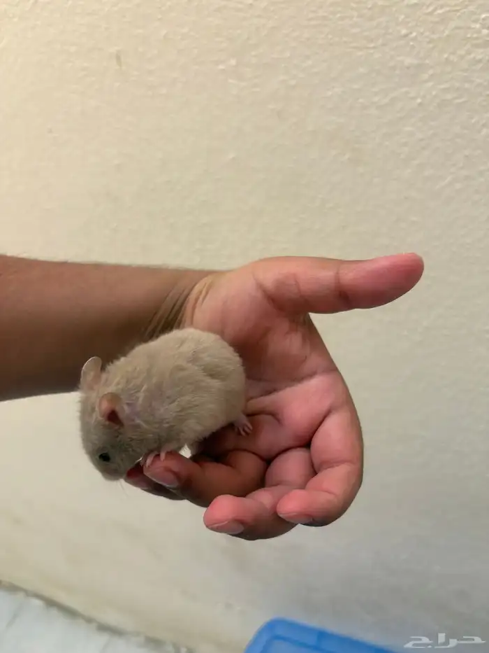 هامستر سوري ذكر لون رصاصي كامل   نادر   عمر شهرين   صحي جدا 4