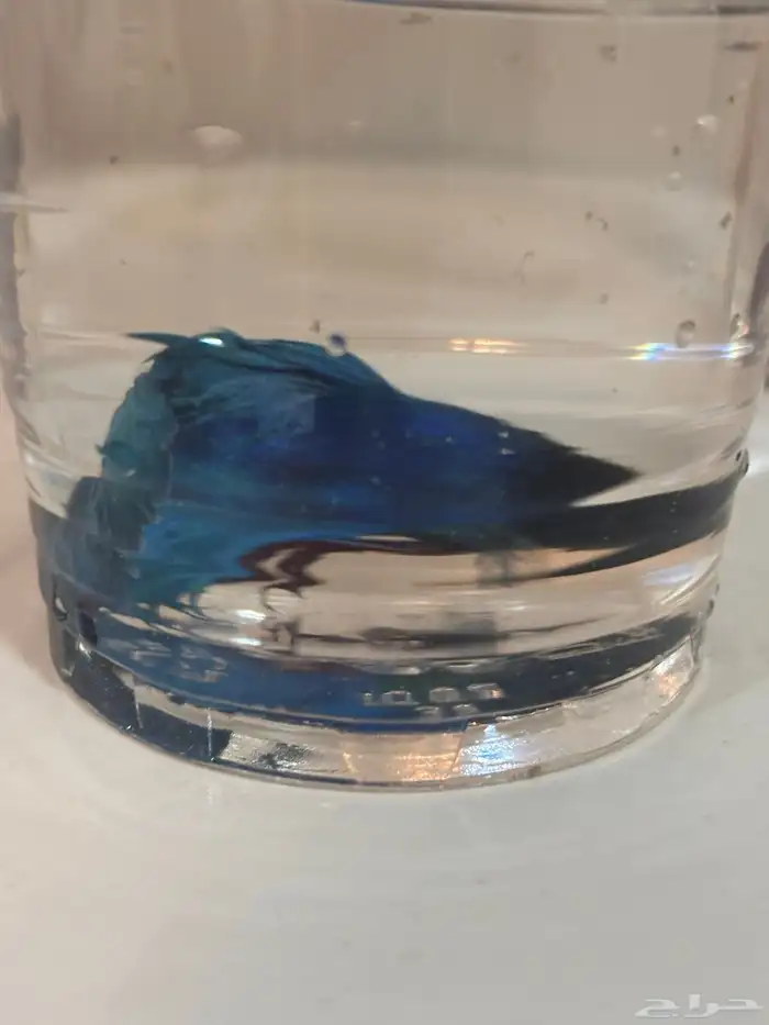 اسماك الفايتر 9