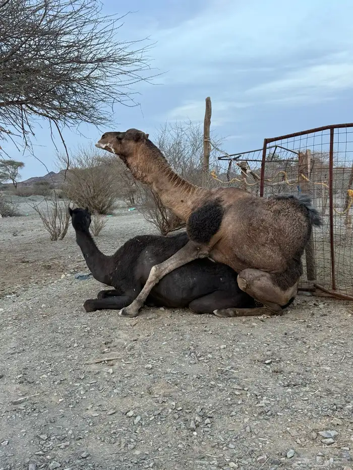 للبيع بعير حمر جرم كايف ضراب وعشار 27