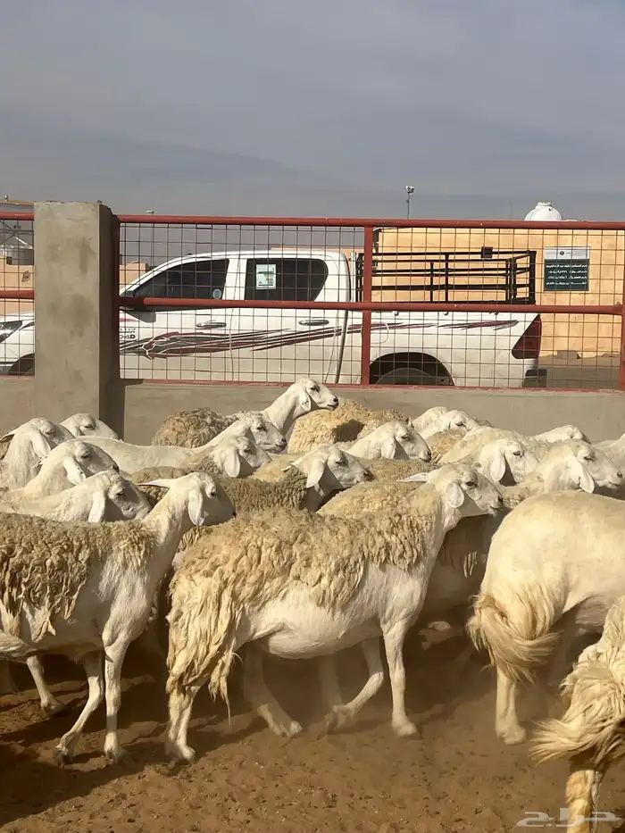 حريات صنف الصنف مراح متعوب عليه 44