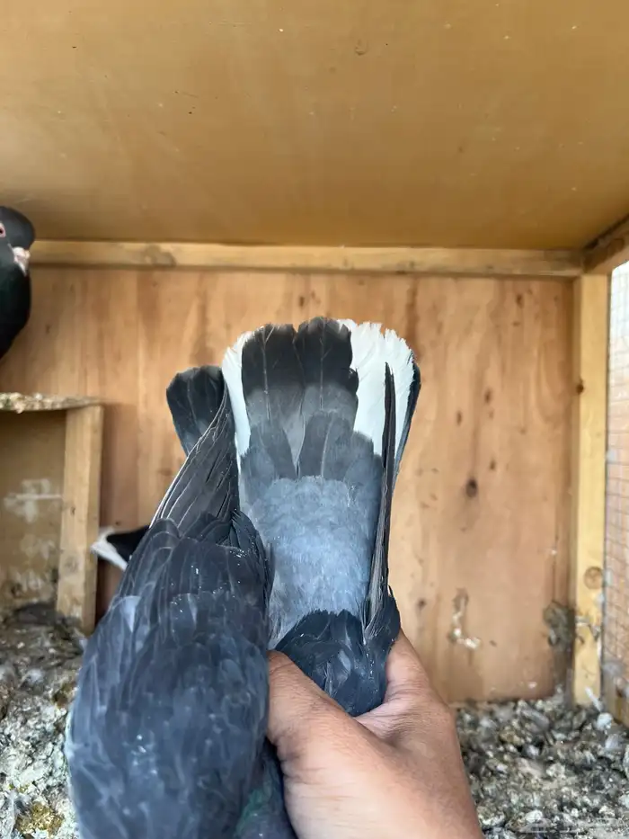 جوز قطايف بفروخه معاريف 5