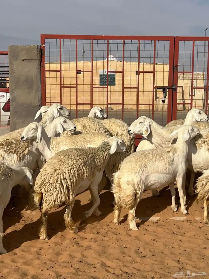 حريات صنف الصنف مراح متعوب عليه 40