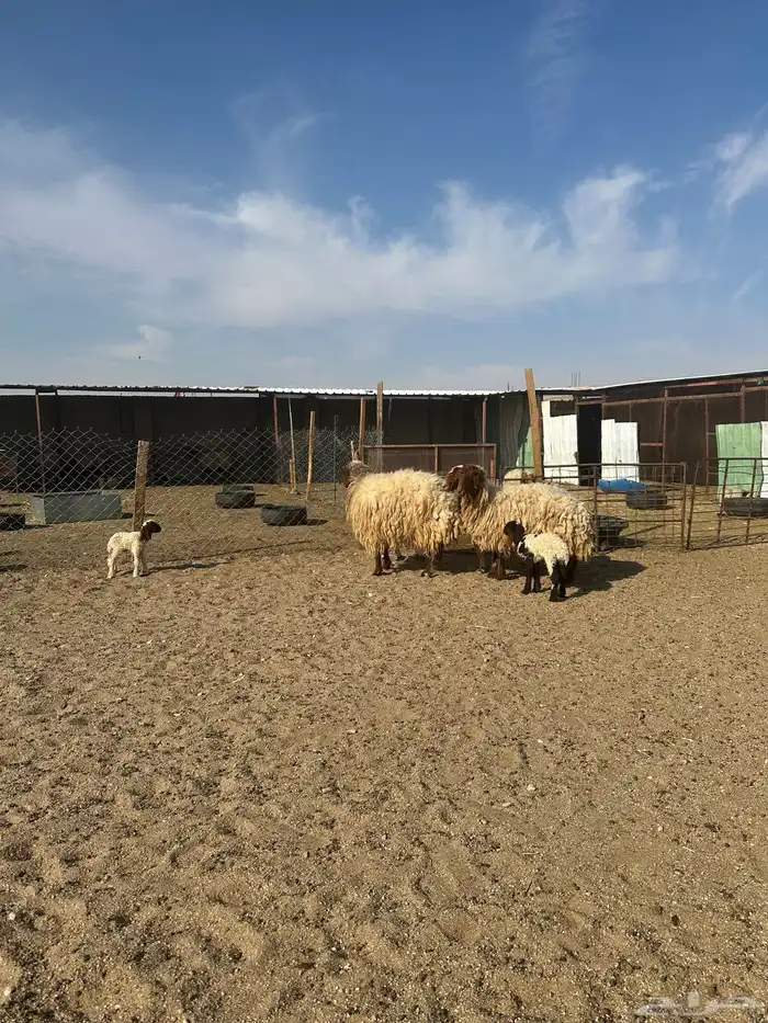 مطافيل انعيم طيبه اللبييع 8