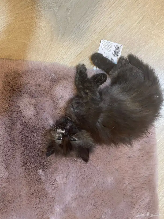 6 قطط للبيع 5