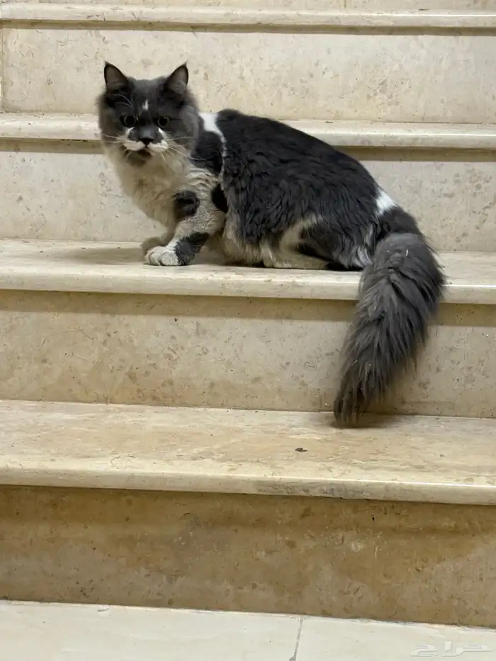 قطه ضايعه فمحاسن ارامكو 2