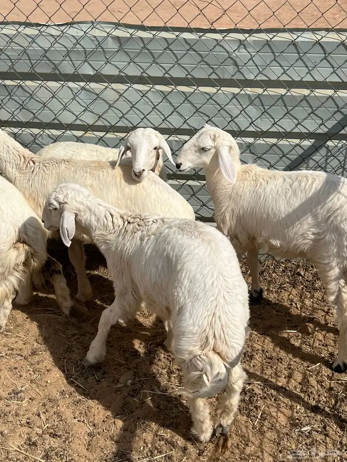 حري ذبايح بريه 0