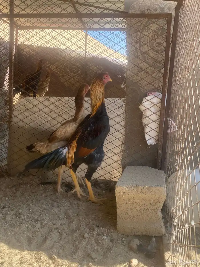 ديك شامو ياباني 0