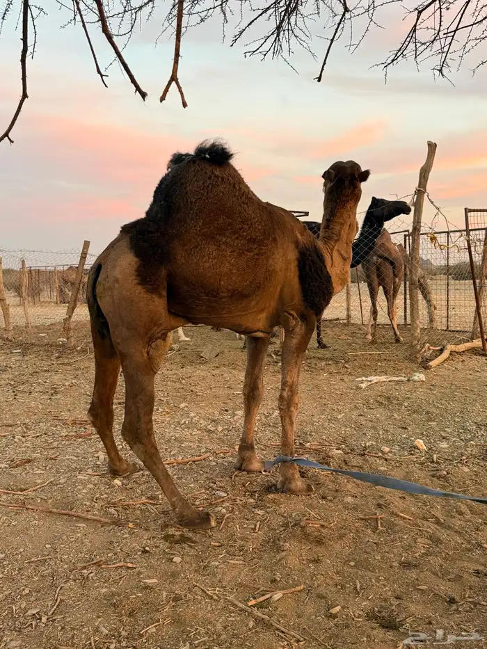 للبيع بعير حمر جرم كايف ضراب وعشار 8