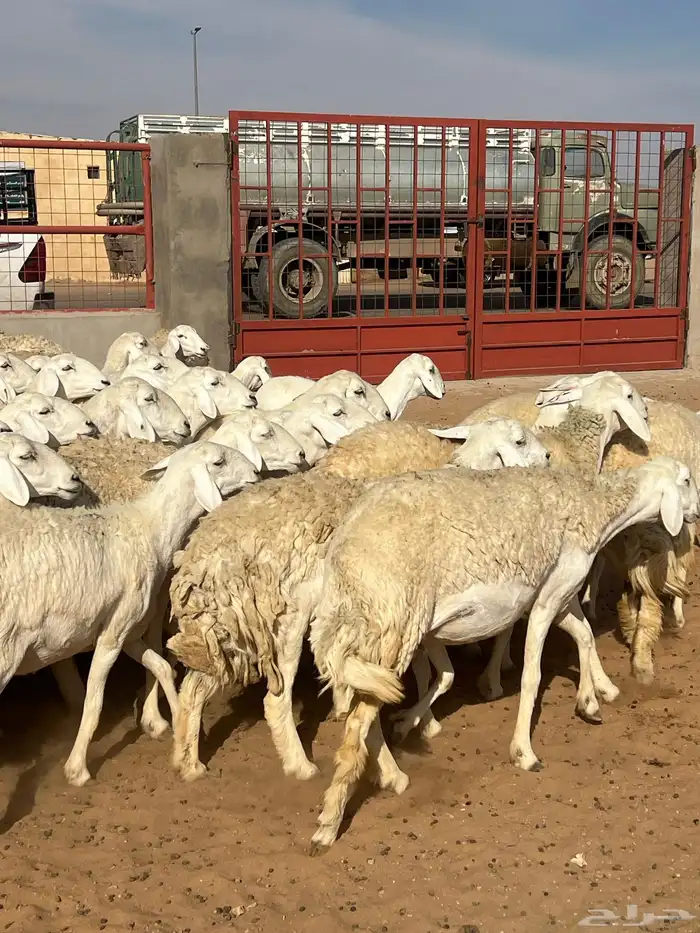 حريات صنف الصنف مراح متعوب عليه 45