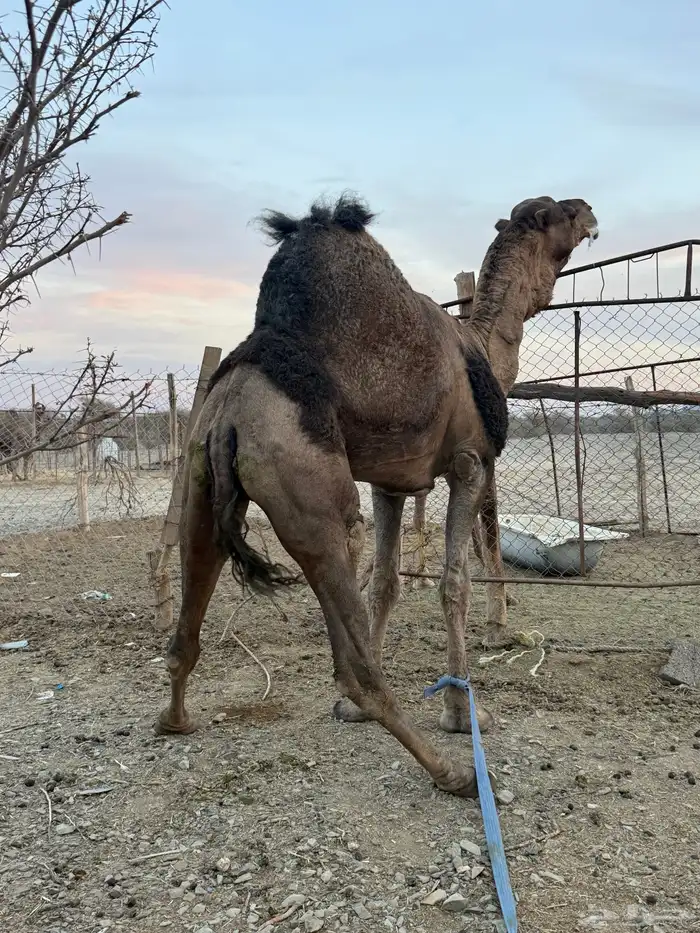 للبيع بعير حمر جرم كايف ضراب وعشار 19