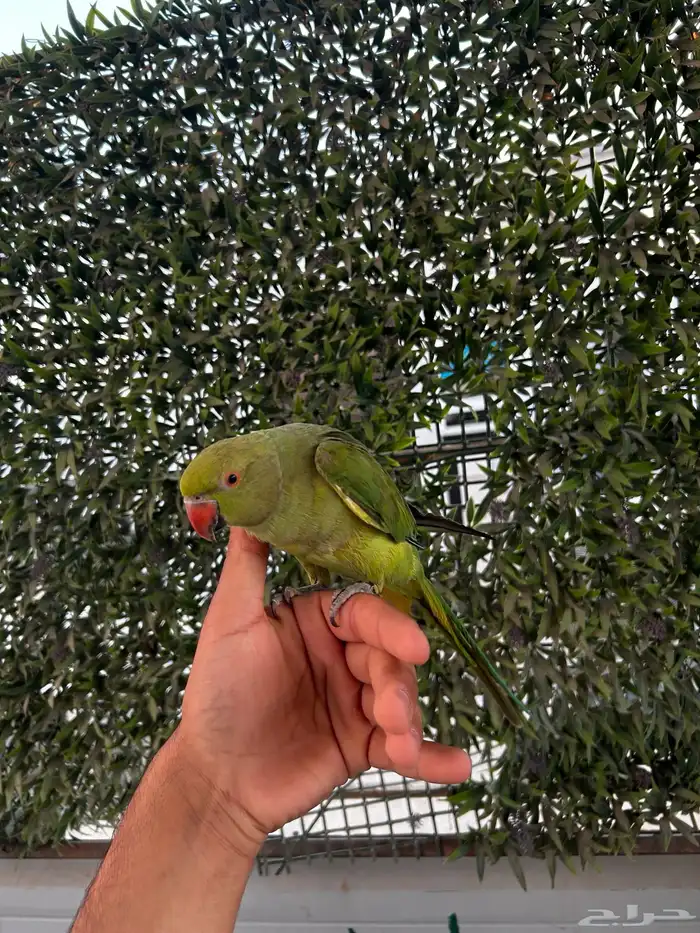 دره هندي اليفه و بداية كلام و يبوس 1