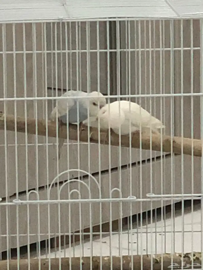 جوز بادجي للبيع 9