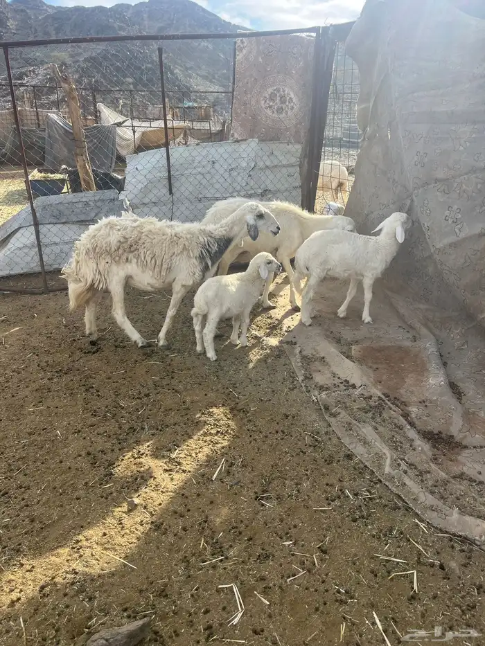 للبيع ضان ولد 11