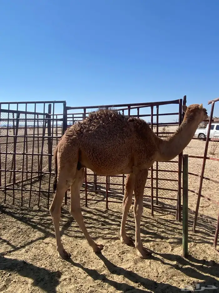 قعدان للبيع 0