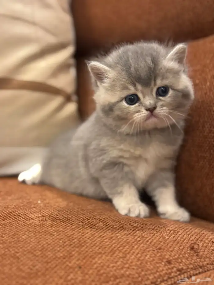 قطه للبيع 14