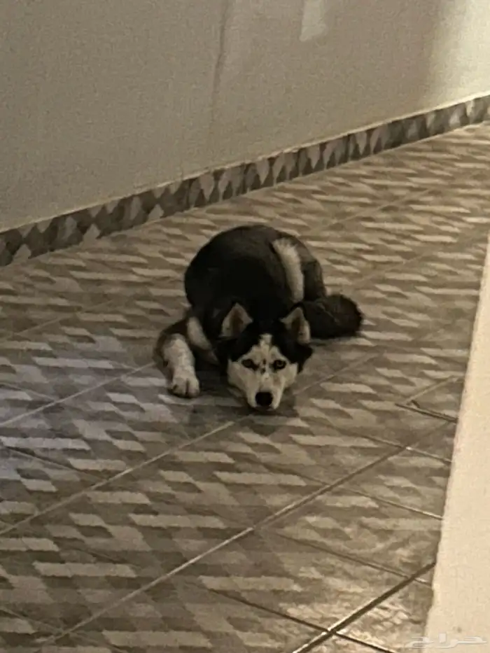 كلب هاسكي ضايع 0