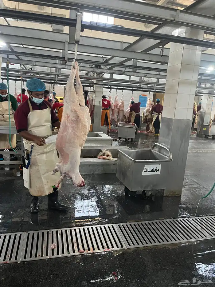 سواكن مرابي 1