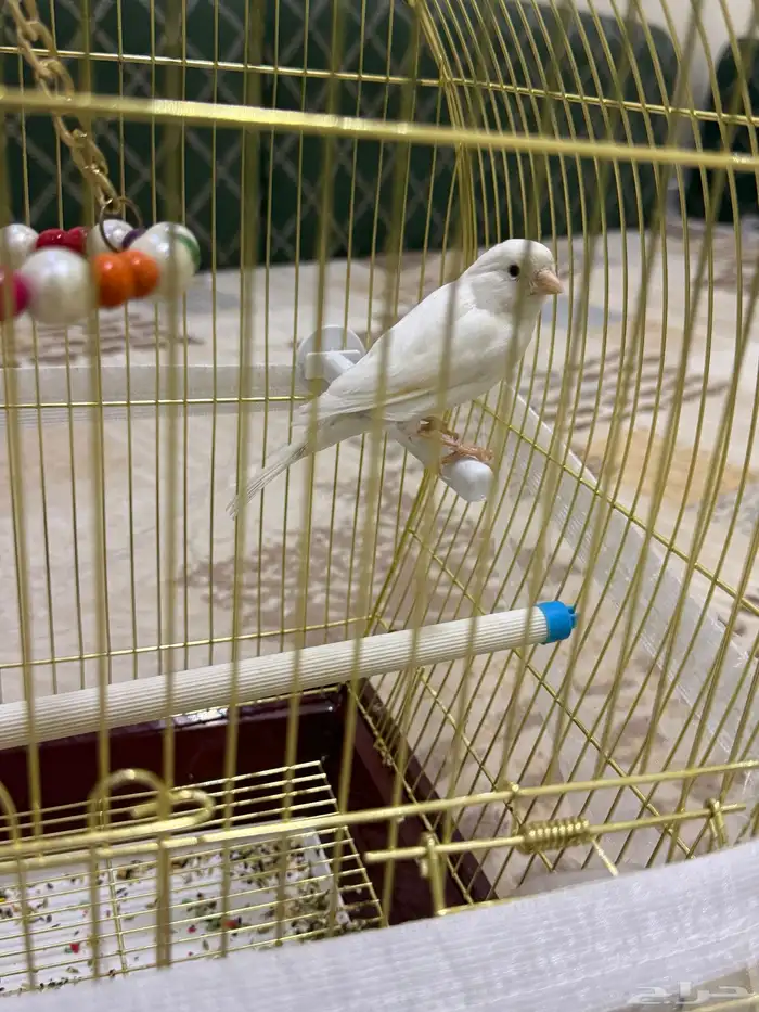 للبيع ذكر كناري آبيض تغريد حريقه 3