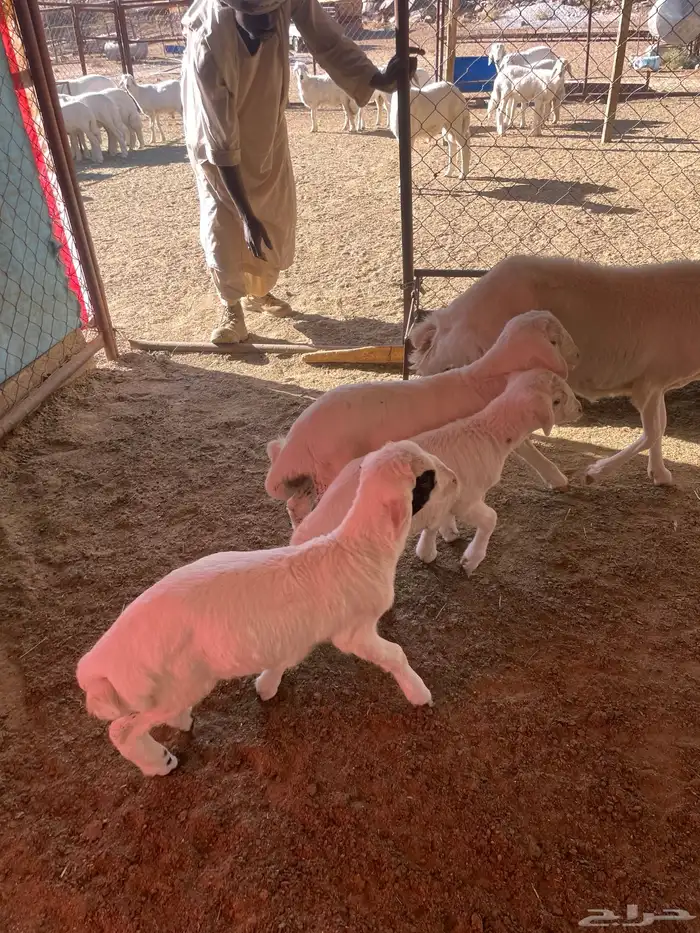 شاه عليها ثلاثة 14