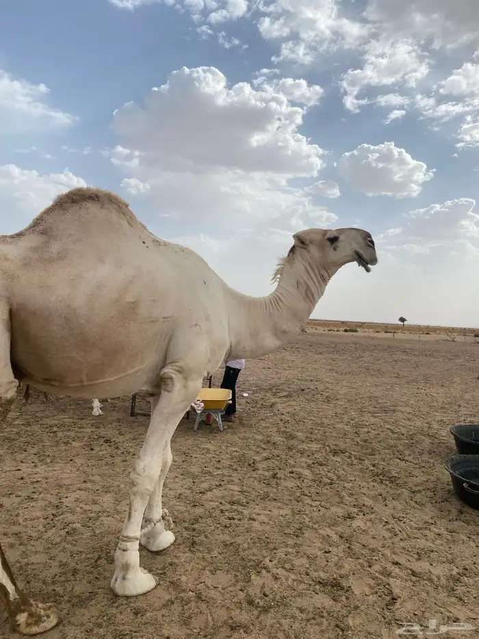 بعير اشقح منتج 1