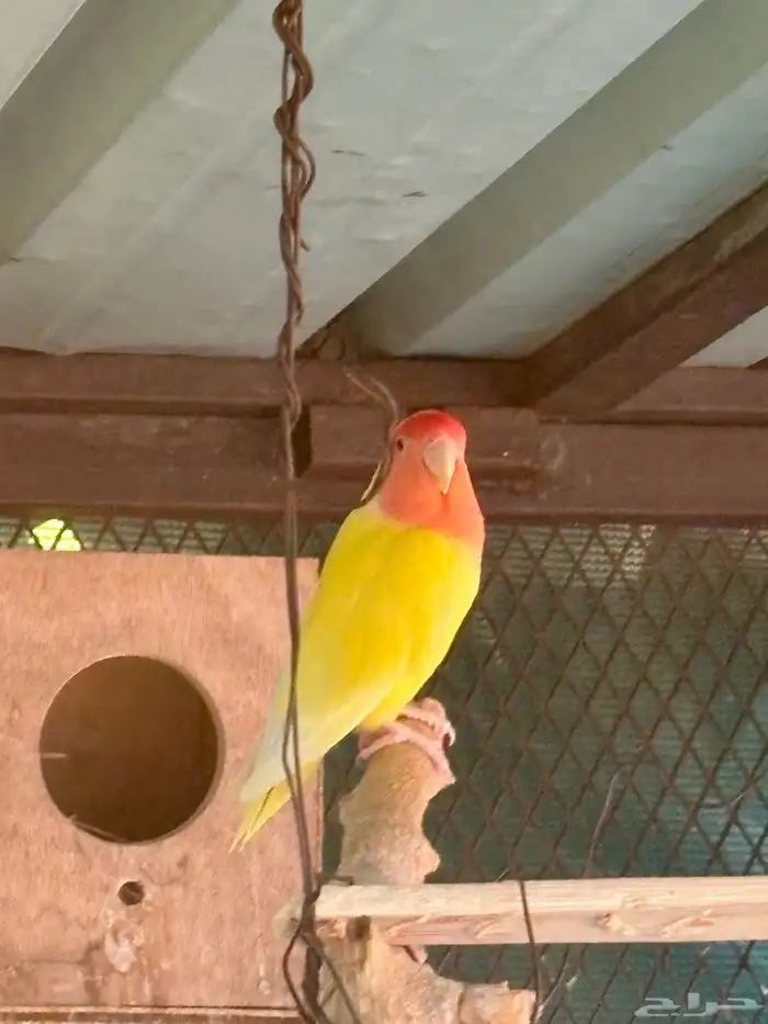 جوز روز للبيع 3