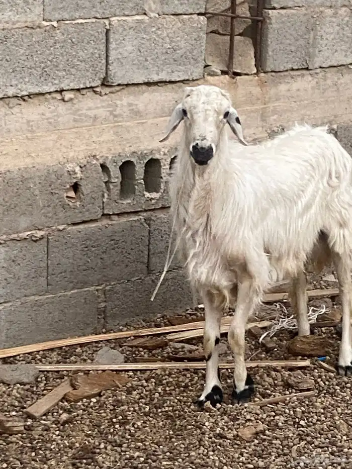 خروف بلدي صحته شرط 2